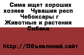 Сима ищет хороших хозяев - Чувашия респ., Чебоксары г. Животные и растения » Собаки   